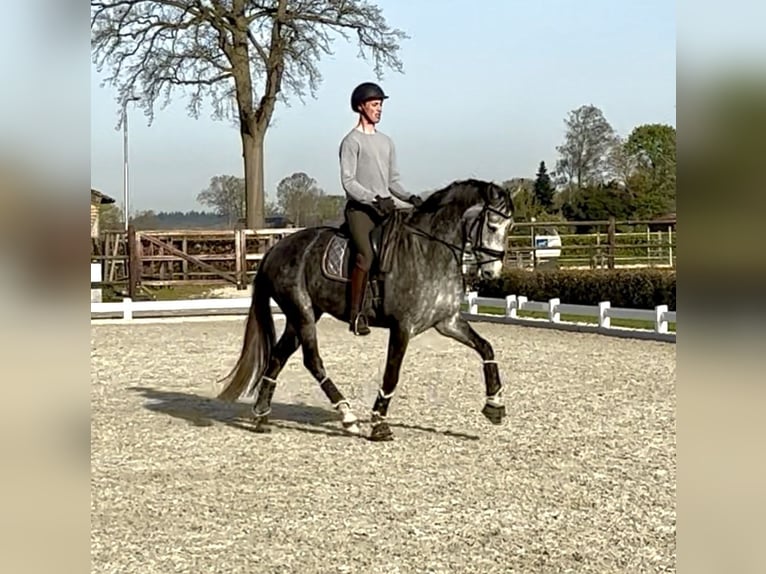KWPN Yegua 5 años 166 cm Porcelana in Rijsbergen