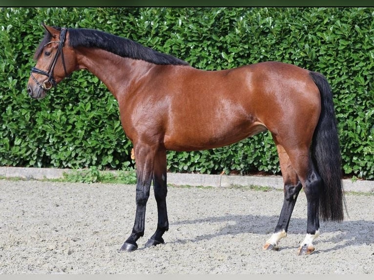KWPN Yegua 5 años 167 cm Castaño in Altenberge