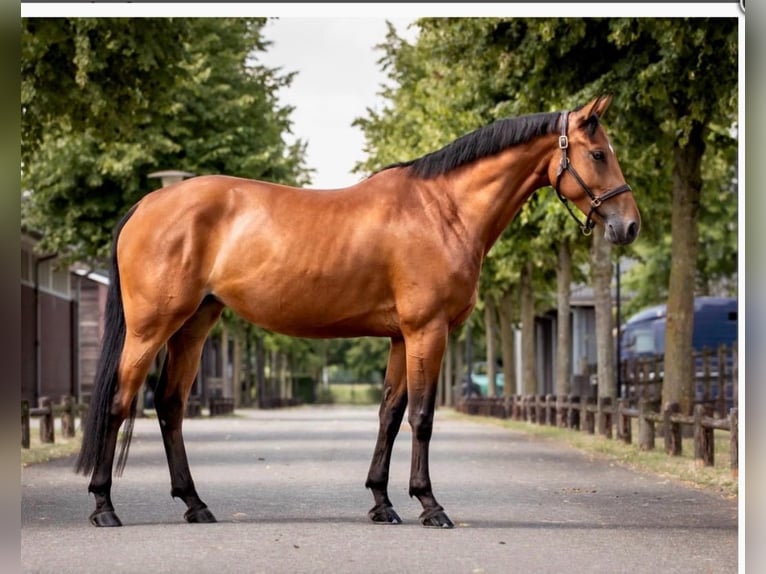 KWPN Yegua 5 años 167 cm Castaño in Wächtersbach