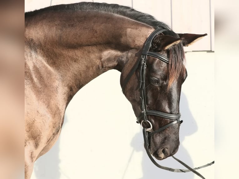 KWPN Yegua 5 años 167 cm Morcillo in Wolfsbach