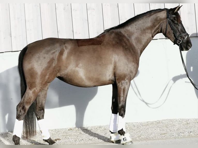 KWPN Yegua 5 años 167 cm Morcillo in Wolfsbach