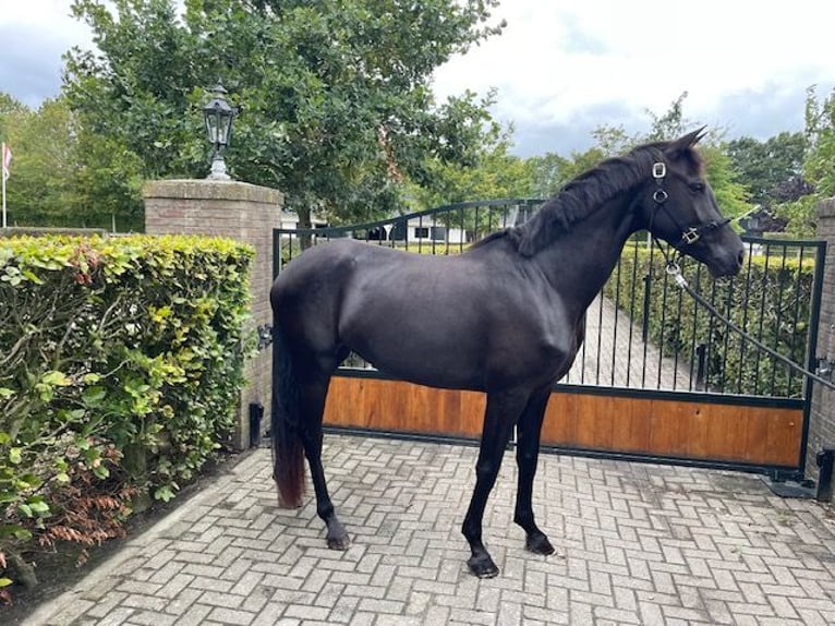 KWPN Yegua 5 años 167 cm Negro in Enter