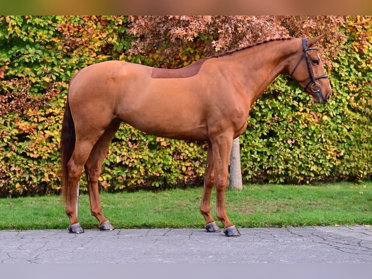 KWPN Yegua 5 años 168 cm Alazán in Bladel