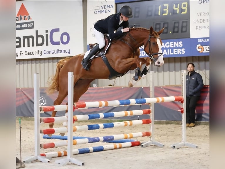 KWPN Yegua 5 años 168 cm Alazán in Raalte