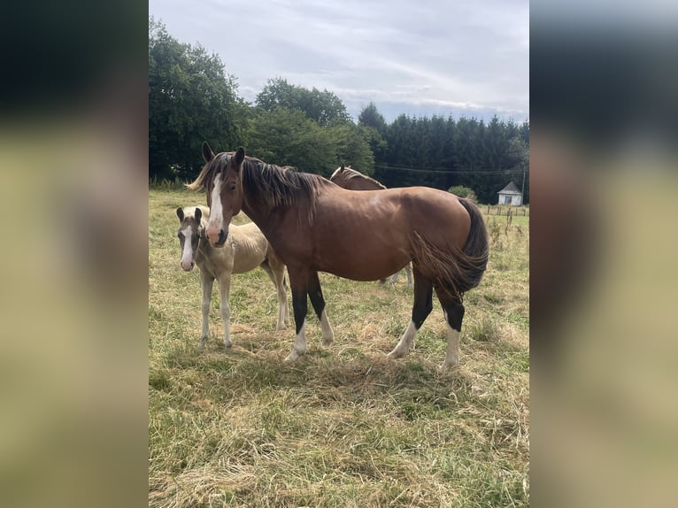KWPN Yegua 5 años 168 cm  in Bastogne