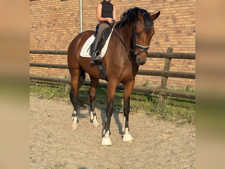 KWPN Yegua 5 años 168 cm Castaño in Kinrooi