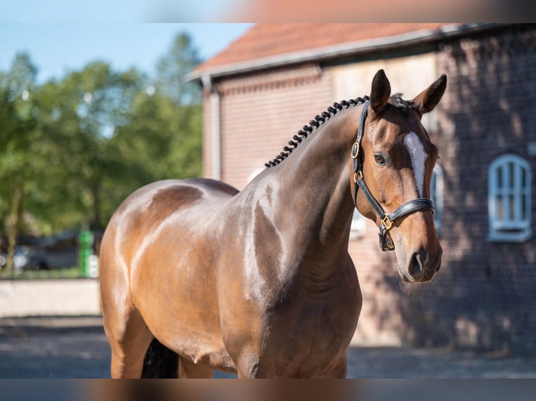KWPN Yegua 5 años 168 cm Castaño in Kaulille