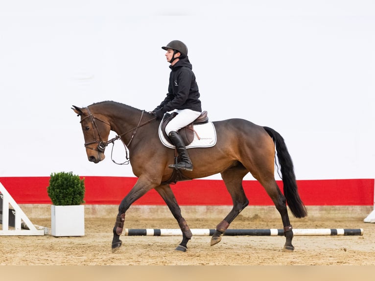 KWPN Yegua 5 años 168 cm Castaño in Waddinxveen