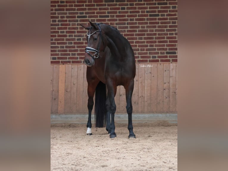 KWPN Yegua 5 años 168 cm Castaño oscuro in Goch