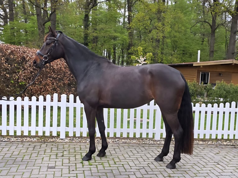 KWPN Yegua 5 años 168 cm Castaño oscuro in Nordwalde