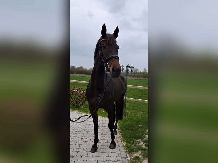 KWPN Yegua 5 años 168 cm Castaño oscuro in Nordwalde