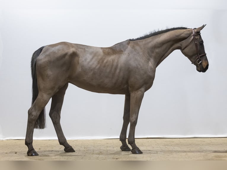 KWPN Yegua 5 años 169 cm  in Waddinxveen