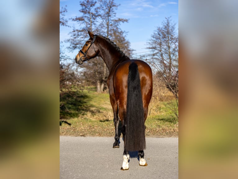 KWPN Yegua 5 años 169 cm Castaño in Rosenheim