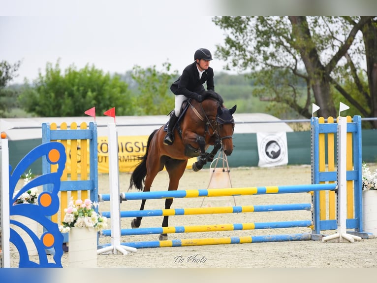 KWPN Yegua 5 años 170 cm Castaño rojizo in Békéscsaba