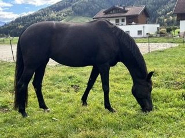 KWPN Yegua 5 años 170 cm Negro in Leogang