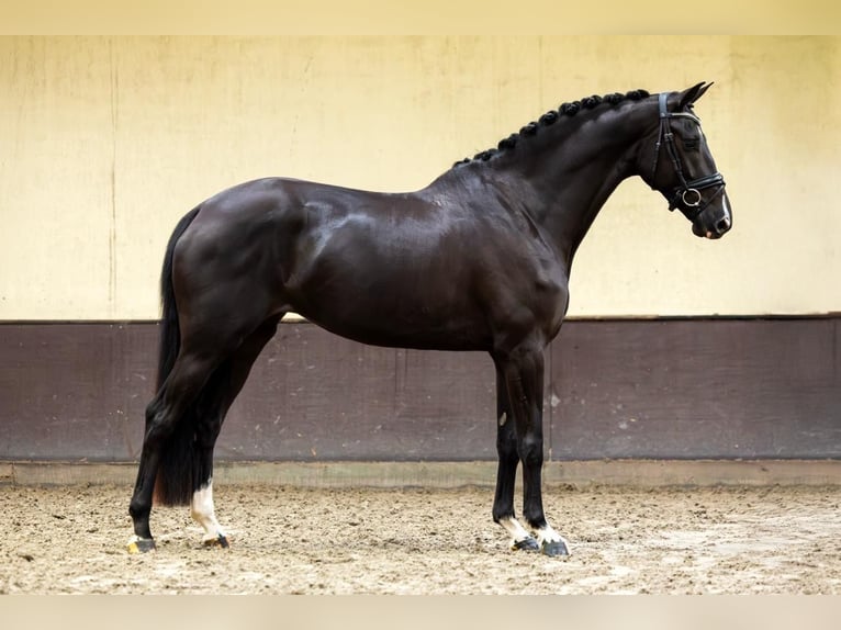 KWPN Yegua 5 años 170 cm Negro in Haaksbergen