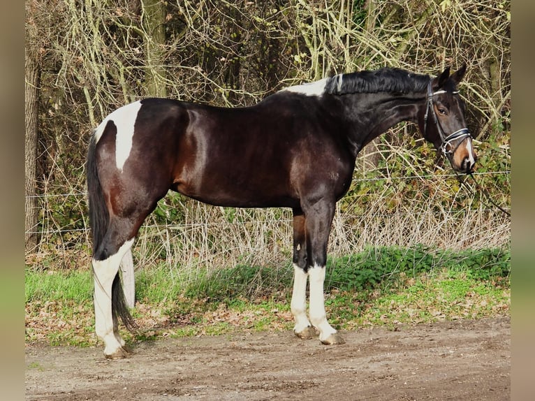 KWPN Yegua 5 años 171 cm Pío in Someren