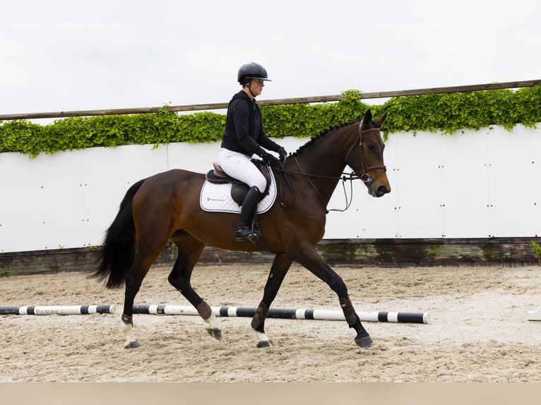 KWPN Yegua 5 años 172 cm Castaño oscuro in Waddinxveen