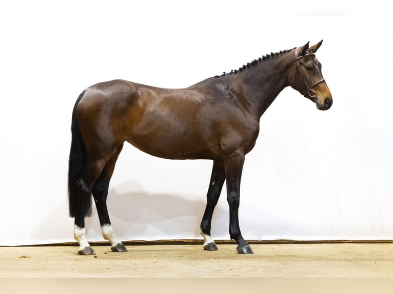 KWPN Yegua 5 años 172 cm Castaño oscuro in Waddinxveen