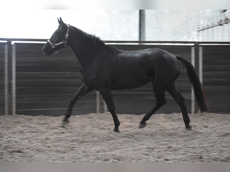 KWPN Yegua 5 años 172 cm Negro in Achtmaal