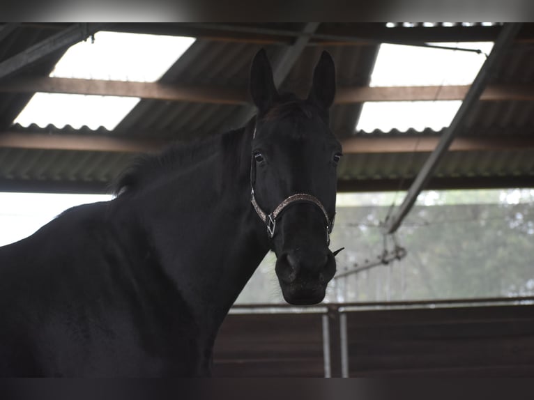 KWPN Yegua 5 años 172 cm Negro in Achtmaal