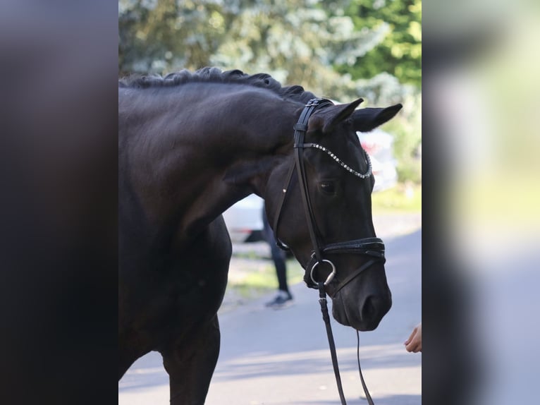 KWPN Yegua 5 años 172 cm Negro in Erftstadt