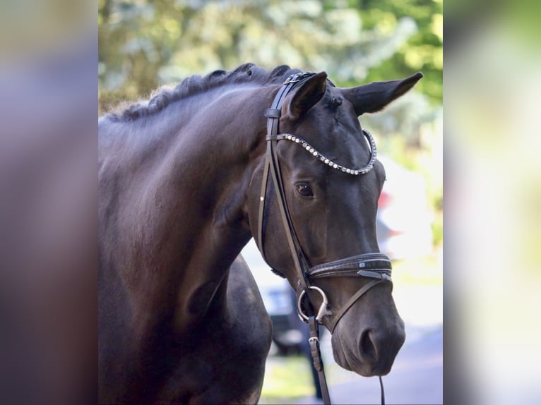 KWPN Yegua 5 años 172 cm Negro in Erftstadt