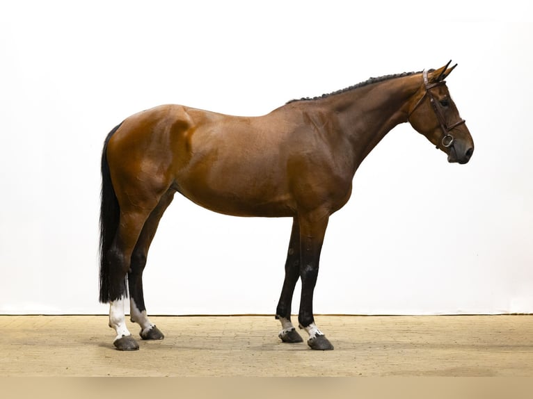 KWPN Yegua 5 años 173 cm Castaño in Waddinxveen