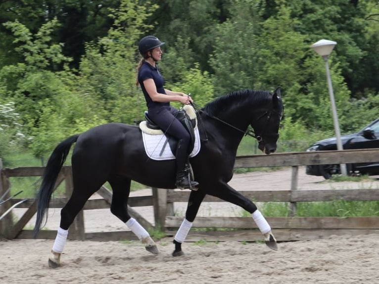 KWPN Yegua 5 años 173 cm Negro in Soest