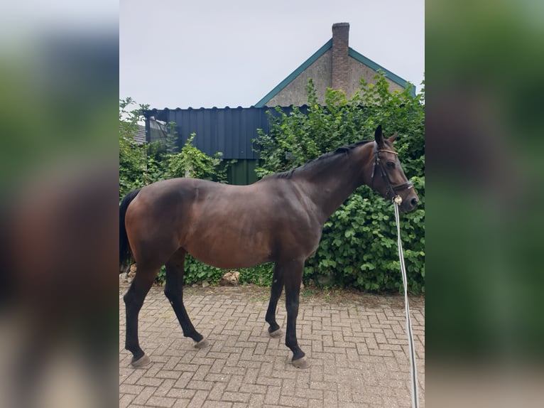 KWPN Yegua 5 años 174 cm Castaño oscuro in Vijlen