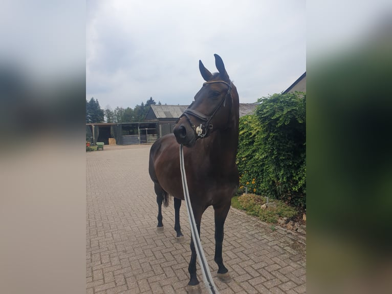KWPN Yegua 5 años 174 cm Castaño oscuro in Vijlen