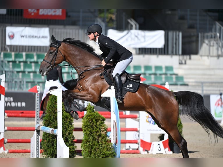 KWPN Yegua 5 años 174 cm Castaño rojizo in Békéscsaba