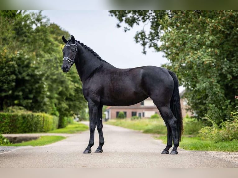 KWPN Yegua 5 años 174 cm Negro in Schijf