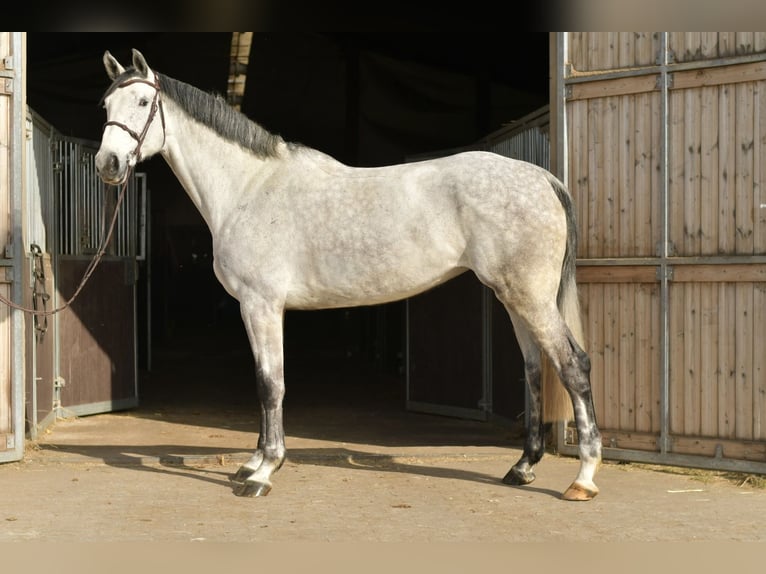 KWPN Yegua 5 años 174 cm Tordo in Geilenkirchen