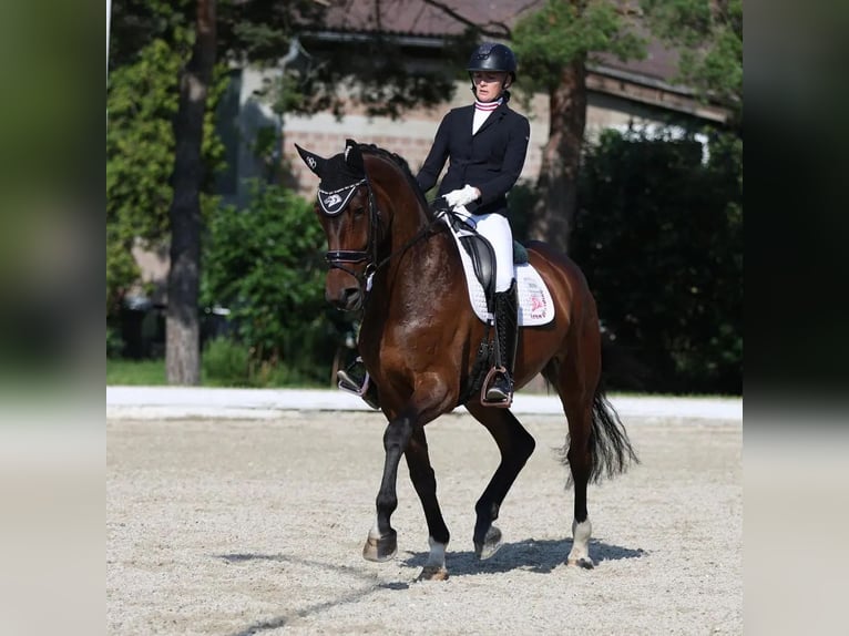 KWPN Yegua 5 años 175 cm Castaño oscuro in Ebreichsdorf