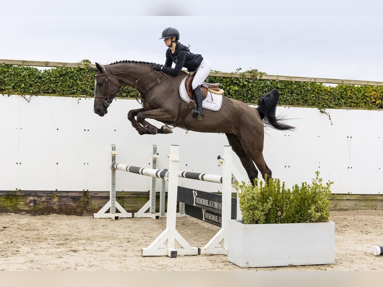 KWPN Yegua 5 años 175 cm Negro in Waddinxveen