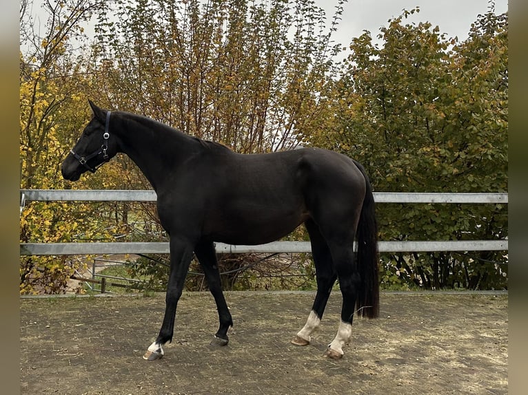 KWPN Yegua 5 años 176 cm Negro in Rothenfluh