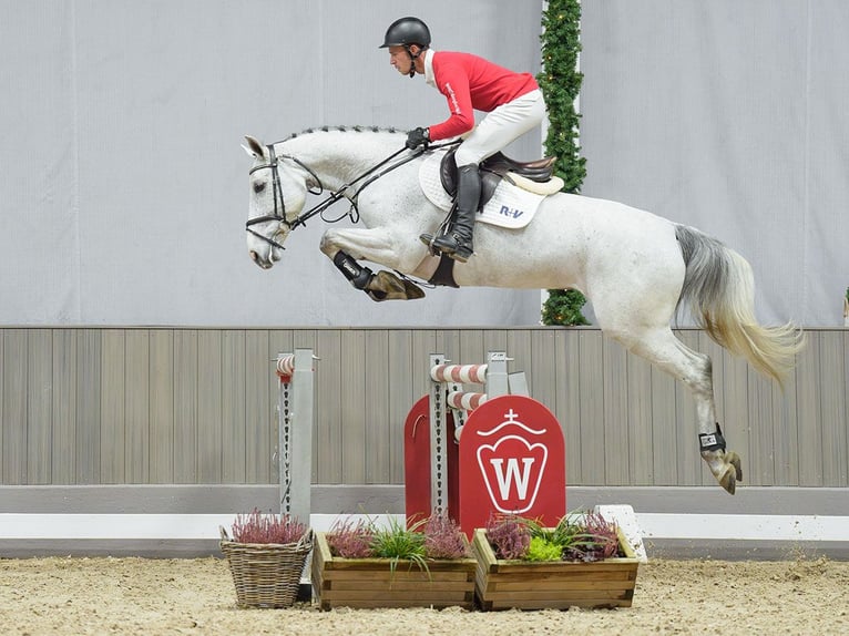 KWPN Yegua 5 años Tordo in Mnster-Handorf