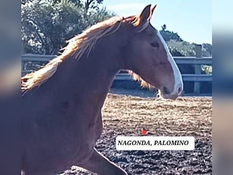 KWPN Yegua 6 años 157 cm Palomino in Chiclana de la Frontera