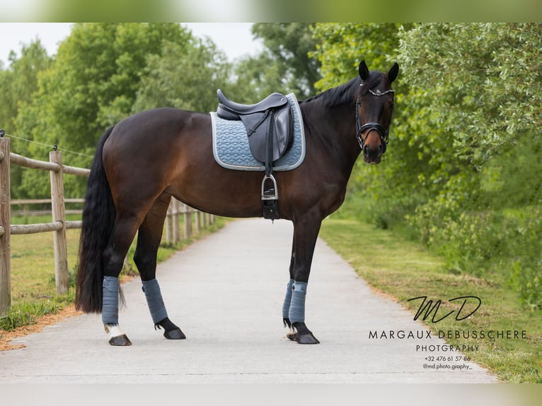 KWPN Yegua 6 años 160 cm Castaño oscuro in Meetkerke