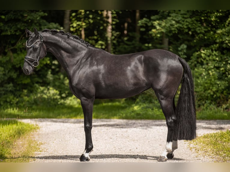 KWPN Yegua 6 años 161 cm Negro in Wehringen