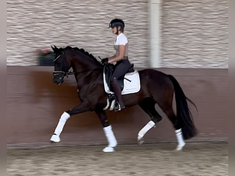 KWPN Yegua 6 años 161 cm Negro in Wehringen