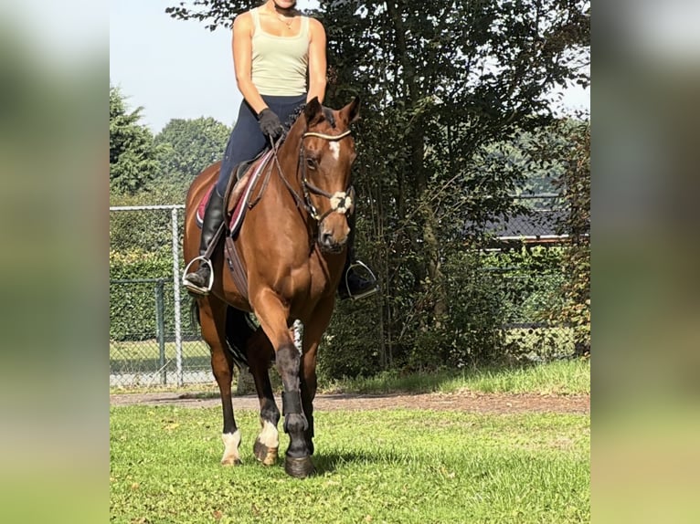 KWPN Yegua 6 años 163 cm Castaño in Kaldenkirchen