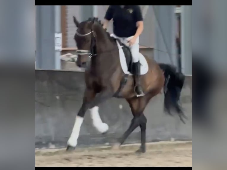 KWPN Yegua 6 años 163 cm Castaño in Kaldenkirchen