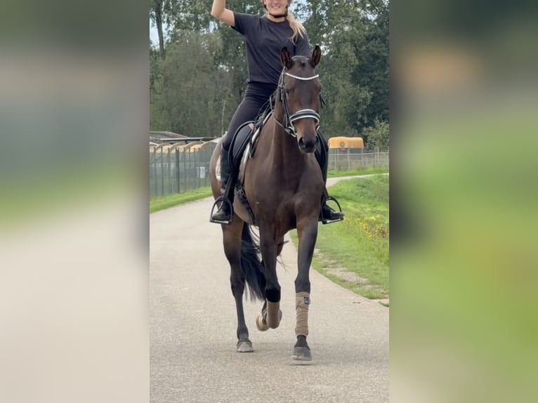 KWPN Yegua 6 años 163 cm Castaño in Kaldenkirchen