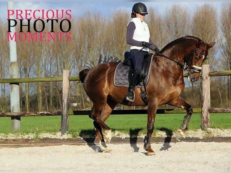 KWPN Yegua 6 años 163 cm Castaño in Everdingen