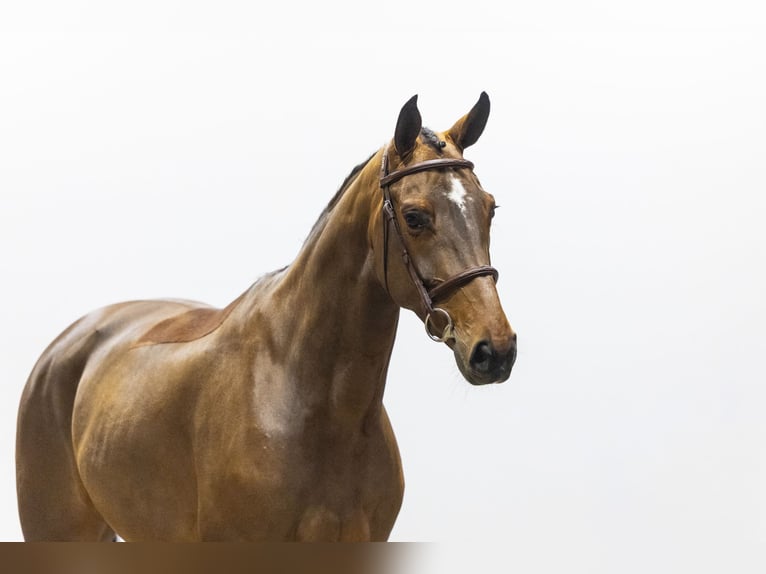 KWPN Yegua 6 años 164 cm  in Waddinxveen