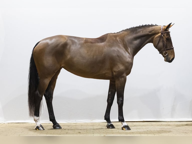 KWPN Yegua 6 años 164 cm  in Waddinxveen