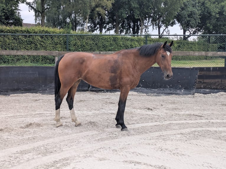 KWPN Yegua 6 años 165 cm Castaño in Veghel
