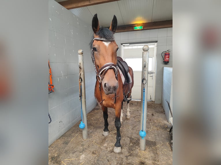 KWPN Yegua 6 años 165 cm Castaño in Veghel
